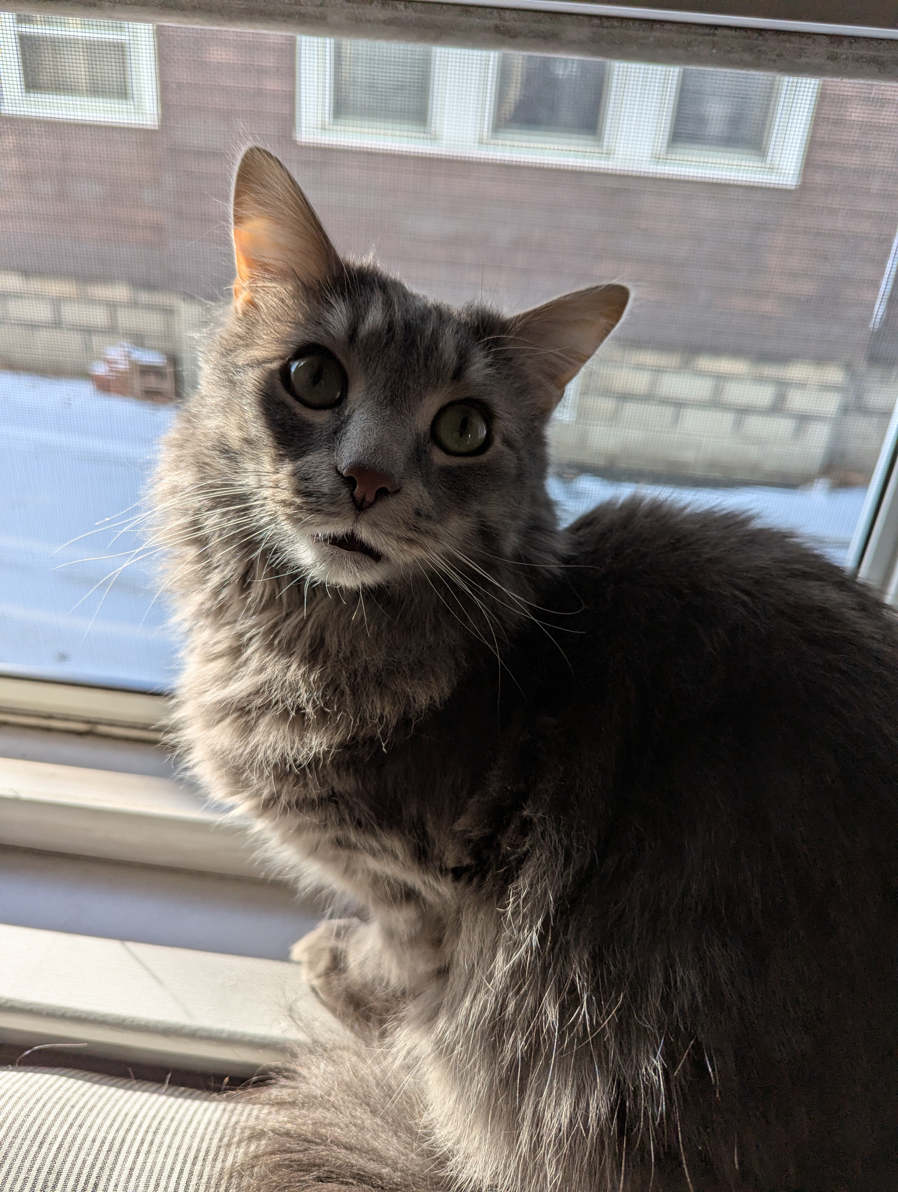 Artie the Blind Kitty